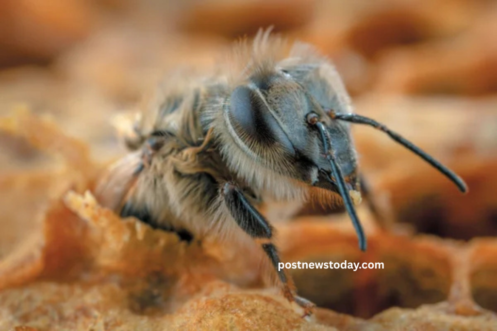 Deadly Parasite Threatens Bees and 130 Key Crops Deadly Parasite Threatens Bees and 130 Key Crops