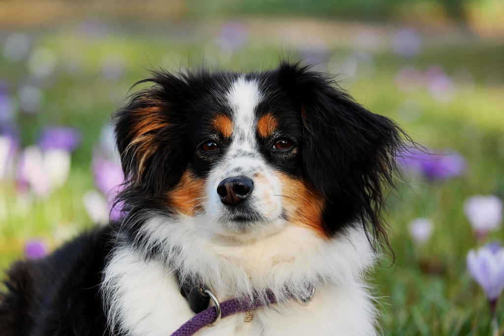 4 Things Professionals Wish Pet Owners Did More Often